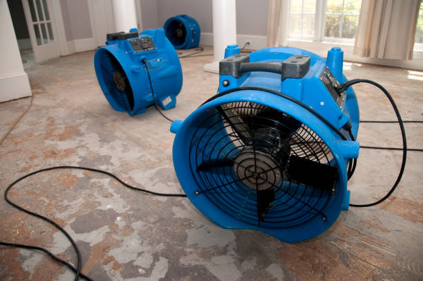 Carpet water damage restoration in Homestead Meadows North, TX